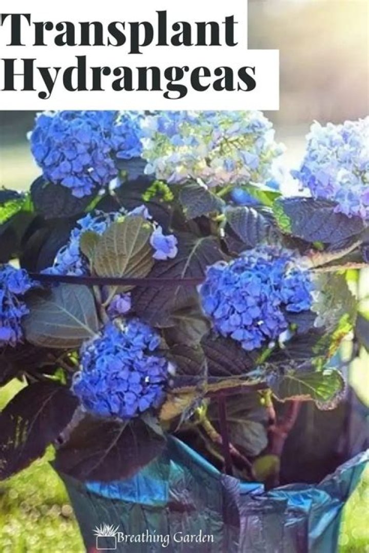5 Steps For Transplanting Hydrangeas Successfully Breathing Garden