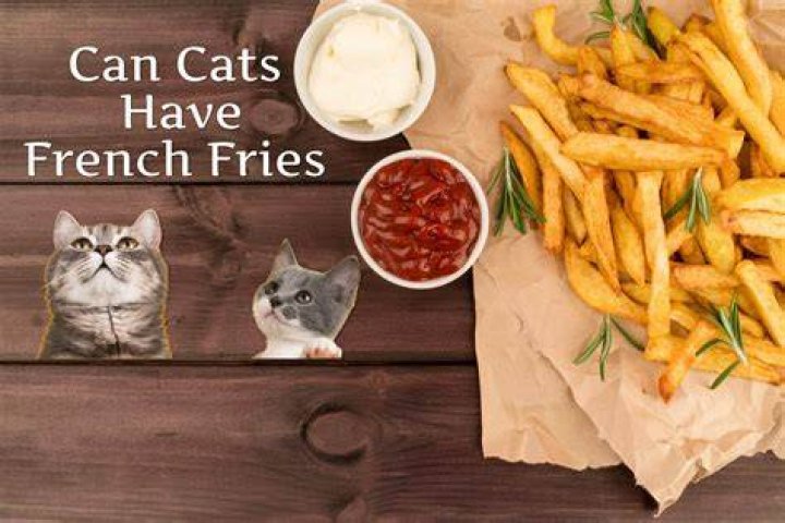 Can cats have fries?