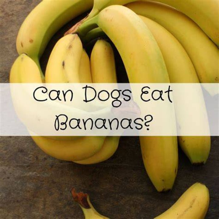 Can dogs have frozen bananas?