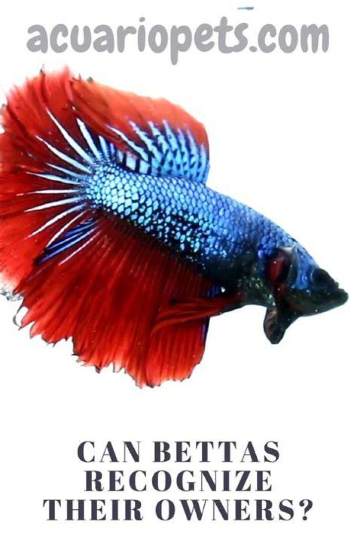 Do bettas recognize their owners?