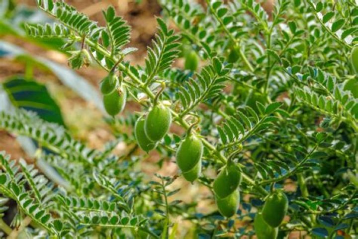 Do chick peas grow on trees?