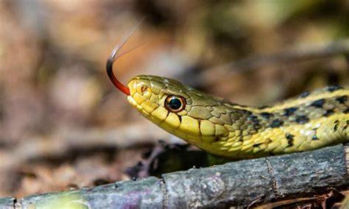 Do snakes like clover?