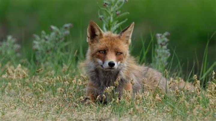 Does kit mean fox?