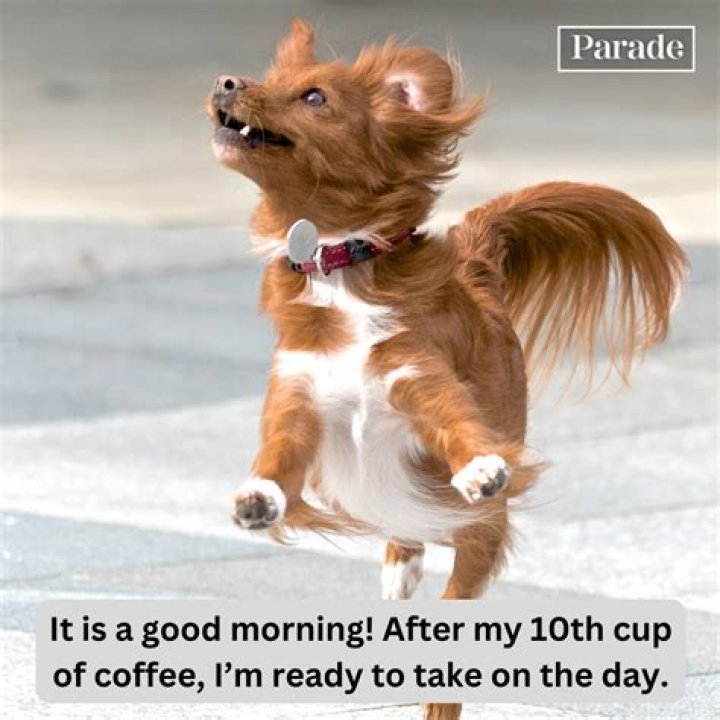 Funny Pictures Of The Day 52 Pics