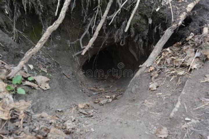 How big is a fox hole?