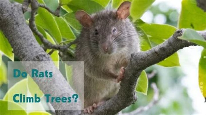 How do I stop rats climbing my trees?