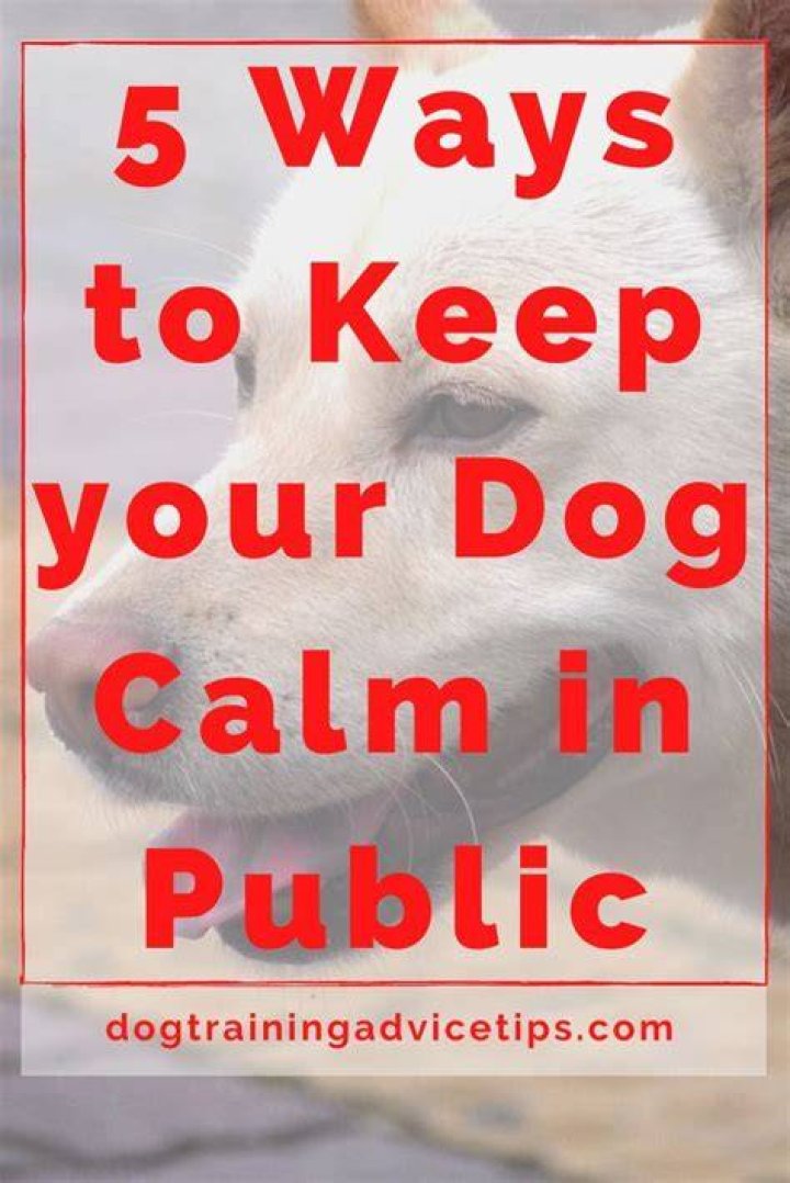 How do I train my dog to be calm in public?