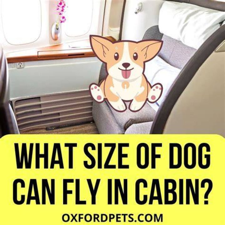 How tall can a dog be to fly in cabin?