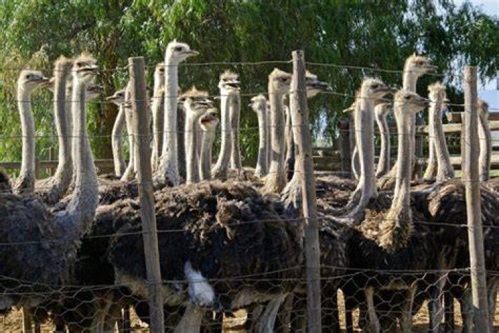 Is ostrich feathers cruel?
