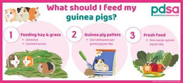 What can I give my pig for gas?
