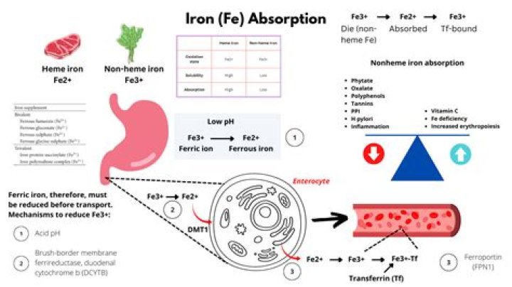 What causes poor iron absorption?