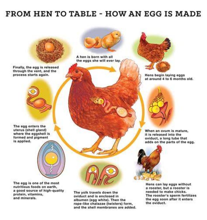 What is a chicken egg made of?