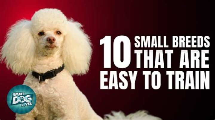 What is the smartest and easiest dog to train?
