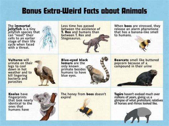 What is the weirdest animal fact?