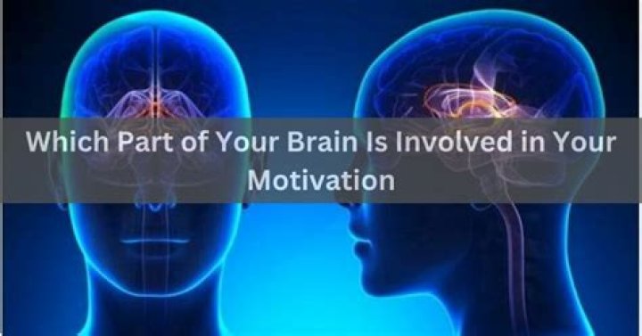 What part of the brain is responsible for motivation?