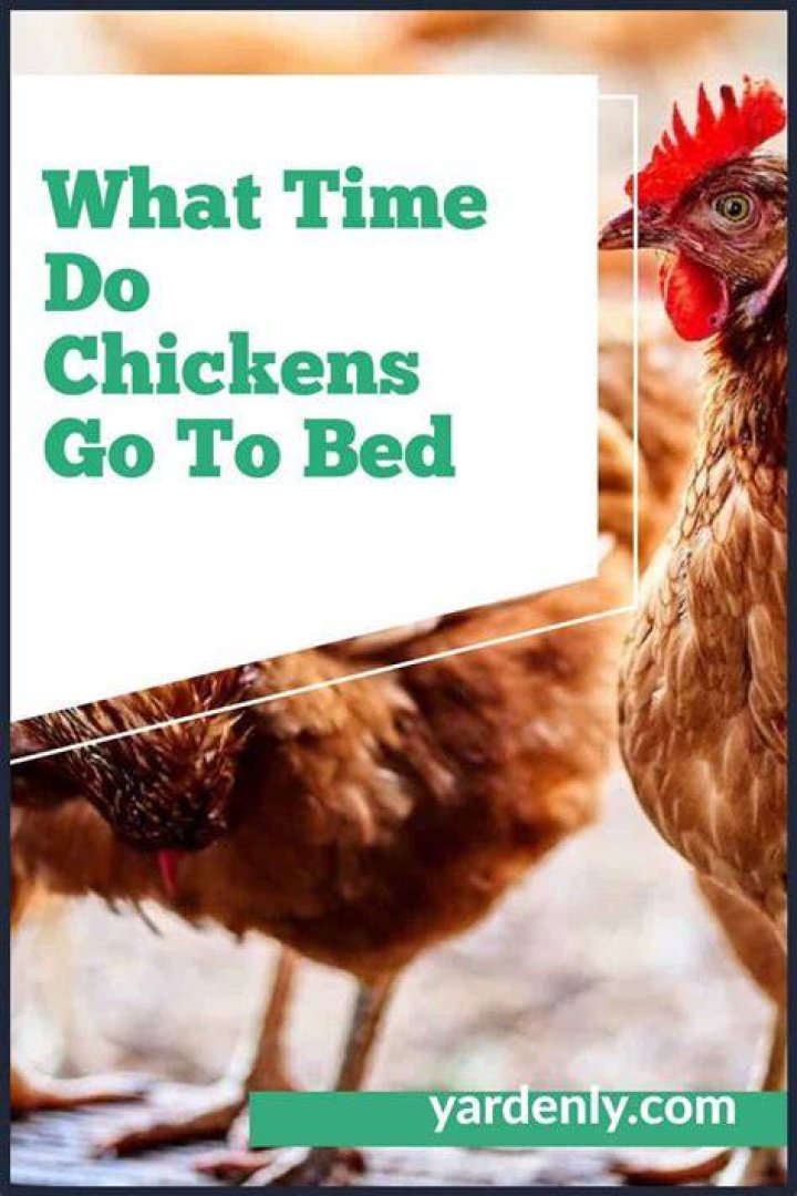 What time do chickens go to bed in winter?