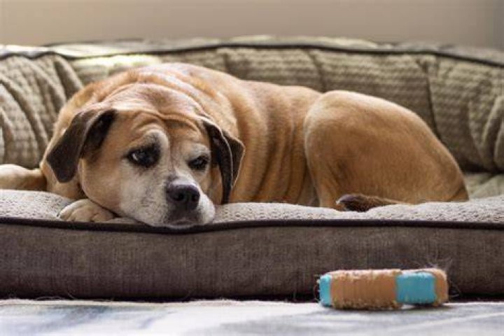 When should a dog be euthanized?