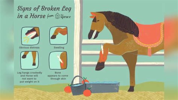 Why can't horses survive a broken leg?