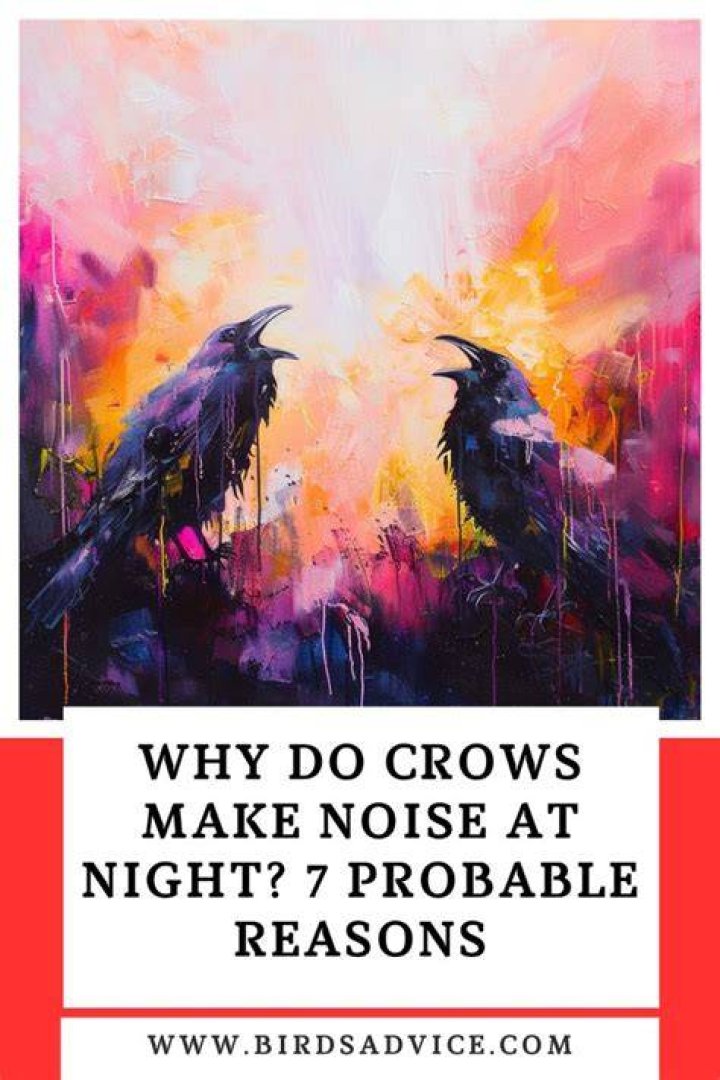 Why crows are shouting at night?