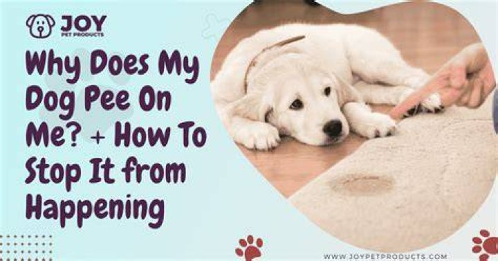 Why did my dog just pee in front of me?