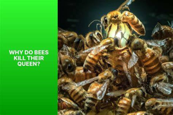 Why do bees ball a queen?
