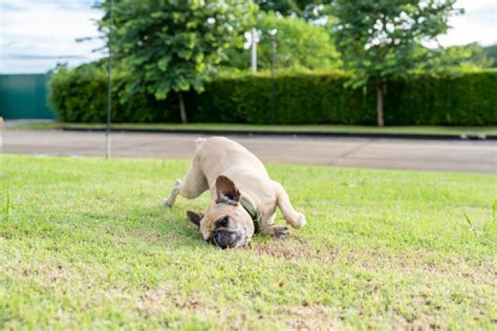 Why do squirrels rub their face on the ground?